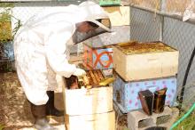 Bee yard student